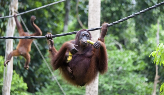 Borneo Jungle tour 11 days: Malaysia Adventure