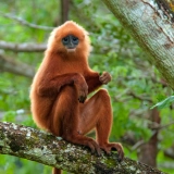 Malaysia tour 7 days: Wildlife Exploration