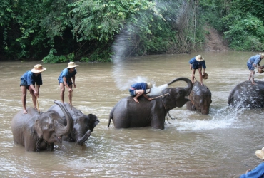 Chiang Rai City - Elephant Riding (B)