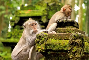 Monkey forests - Buddhist monasteries - Banjar Hot Springs