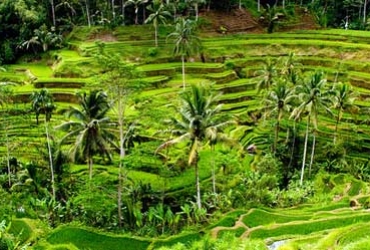 Ubud 