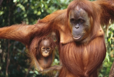 Gunung Leuser National Park (B, L, D) 