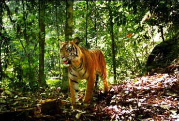 Bukit Lawang (B, L, D)