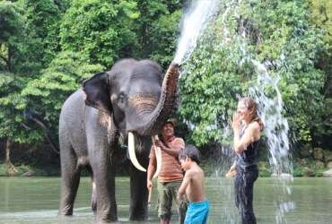 Bukit Lawang - Tangkahan Sumatran Elephant Tour (B, L, D)