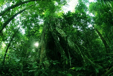Cameron Highlands – Belum - Temengor rainforest (B, L, D) 