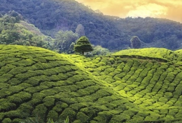 Malacca – Cameron Highlands (B, L)