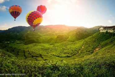 Cameron Highlands (B, L)