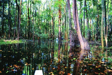 Sukau – Swamp Forest Oxbow Lake – Gomantong Caves – Sukau (B)
