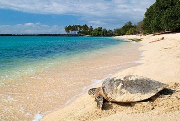 Selingan ‘Turtle’ Island (B)