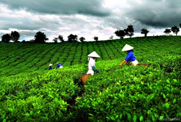 Ba Be National Park – Thai Nguyen tea plantation - Ha Noi (B) - 250 km