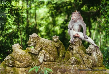 Kuta – Kitamani Plateau – Tirta Empul Temple – Monkey Forest – Ubud (B)