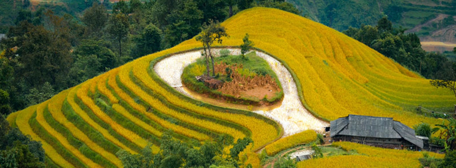 Hoang Su Phi Terraced Fields