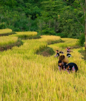 Mai Chau Trekking Tour 2 days: From Mai Chau to Hang Kia