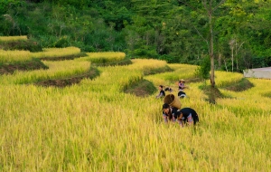 North Vietnam Trekking Tour 2 days: From Mai Chau to Hang Kia