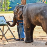 Lampang Tour 3 days: The Elephants Conservation Center