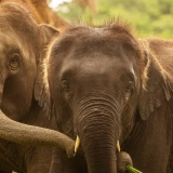 Luang Prabang Family Tour 7 days: Experience The Land of Elephant