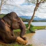 Luang Prabang Family Tour 7 days: Experience The Land of Elephant