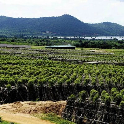 Kampot Pepper Plantations