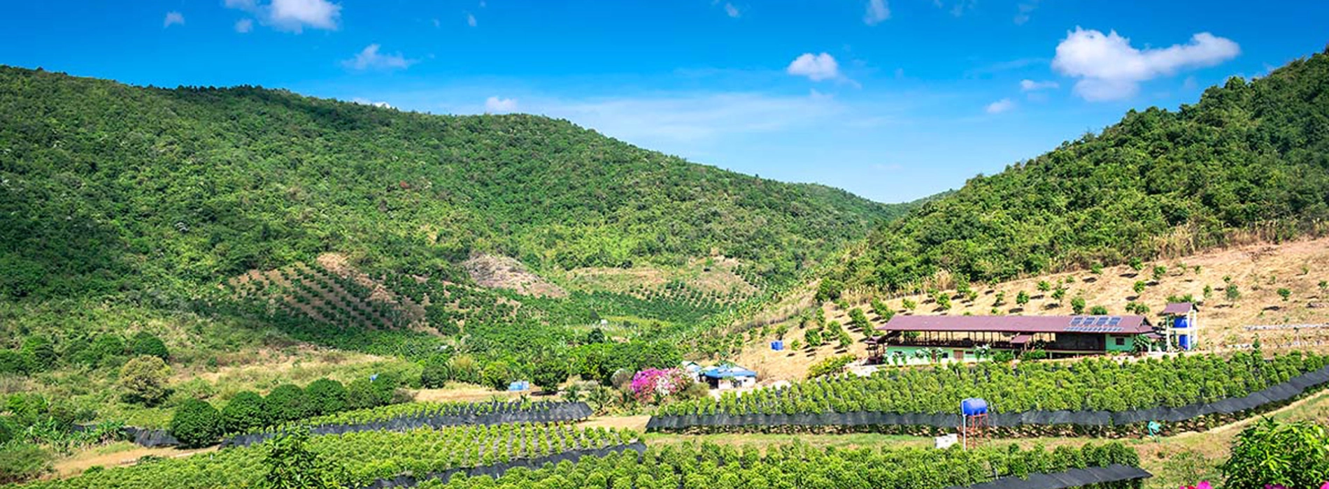 Kampot Pepper Plantations