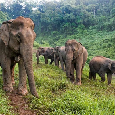 Elephant Conservation Center