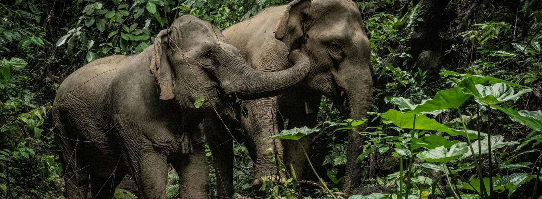 Elephant Conservation Center