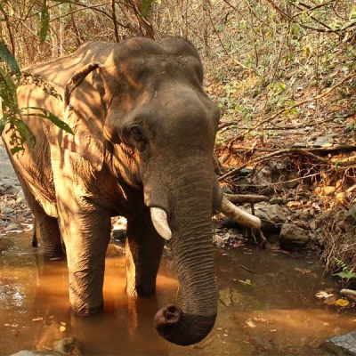 Nam Phouy National Biodiversity Conservation Area