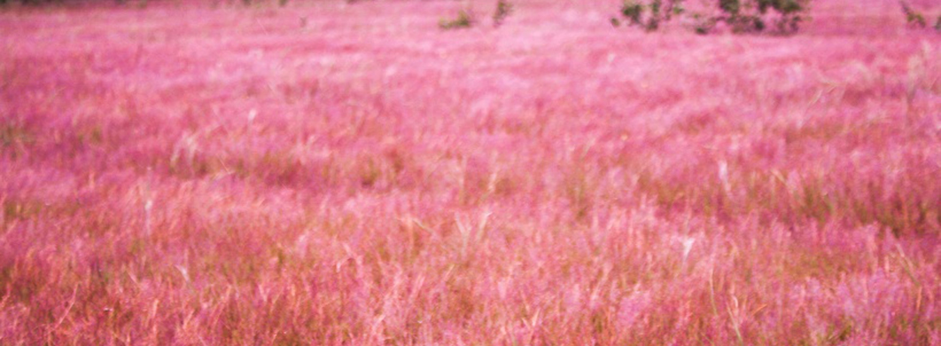 Pink Grass Hill