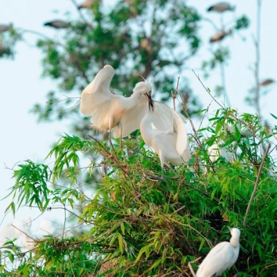 Chi Lang Nam Stork Island