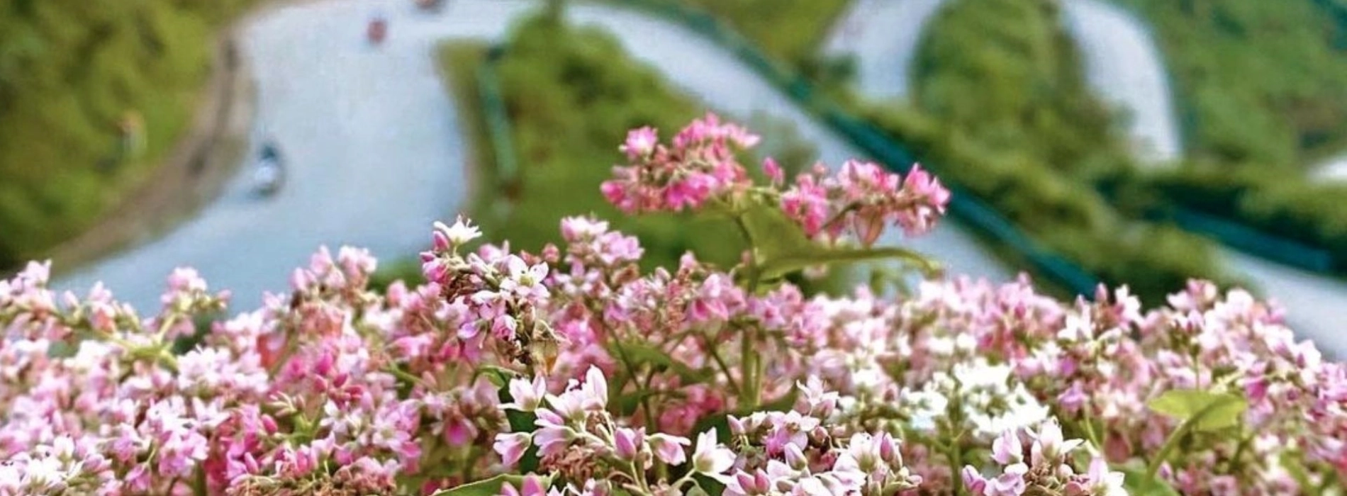 Buckwheat flower season: Explaining the beauty across the Ha Giang Stone Plateau
