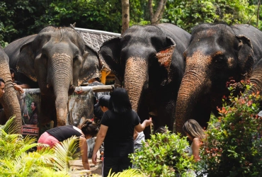 Chiang Mai – Elephant Jungle Sanctuary (B, L) - Join tour