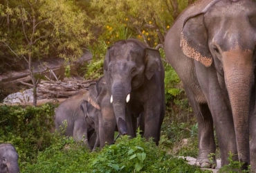 Chiang Mai – Lanna Kingdom Elephant Sanctuary (B, L) *Join-in*