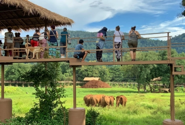 Chiang Mai – Elephant Skywalk / Visit Elephant Nature Park and Hands Off Project (Join-In) (B, L)