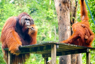 Santubong - Semenggoh Reserve - Santubong (B/L)