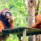 Sarawak Tour 9 days: A Pristine Excursion in Malaysia