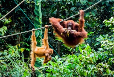Semenggoh Orangutan Rehabilitation Center - Batang Ai (B/L/D)