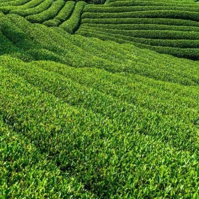Tan Cuong Tea Hills