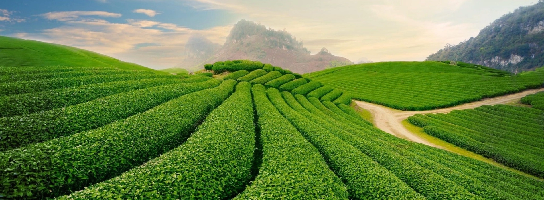 Tan Cuong Tea Hills