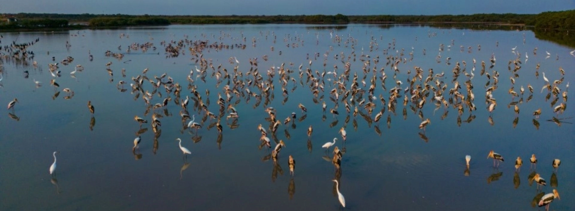 Boeng Peariang Bird Sanctuary