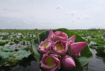 Tonle Sap Lake – Lotus Farm (B)