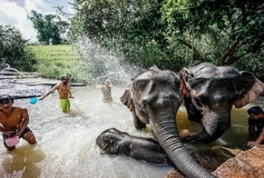 Chiang Mai – Elephant Jungle Sanctuary (B, L) Join-in