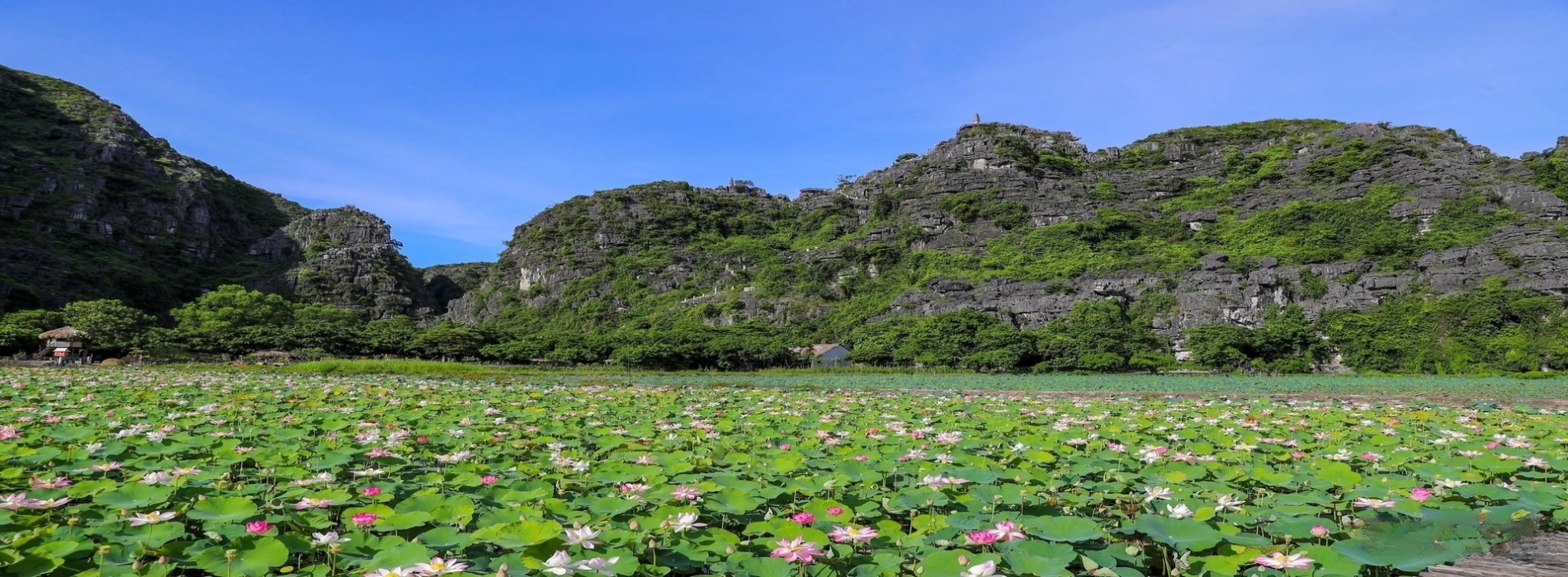 Ninh Binh Lotus Season, a visit to bloom your soul