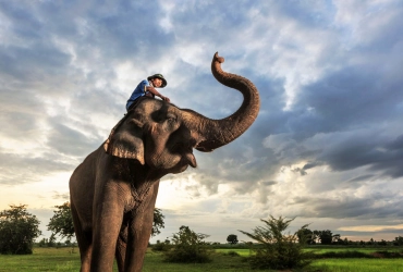 Baan Ta Klang Elephant Village (B)