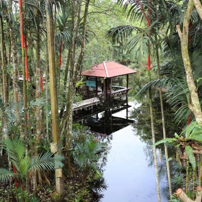 Sirindhorn Peat Swamp Forest