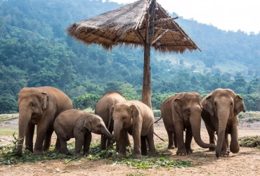 Chiang Mai - Elephant Skywalk / Visit Elephant Nature Park and Hands Off Project (Join-in) (B, L)