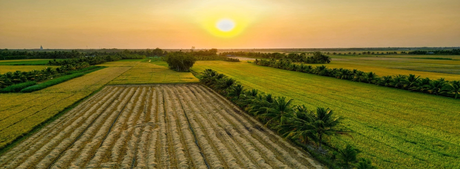 Absorb in the Mekong Delta on a Southern Vietnam 5-day tour