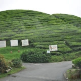 Cameron Highlands Half-Day Tour