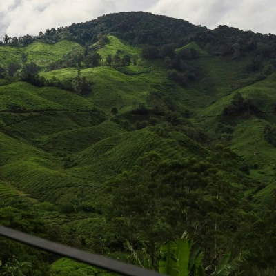 Cameron Highlands