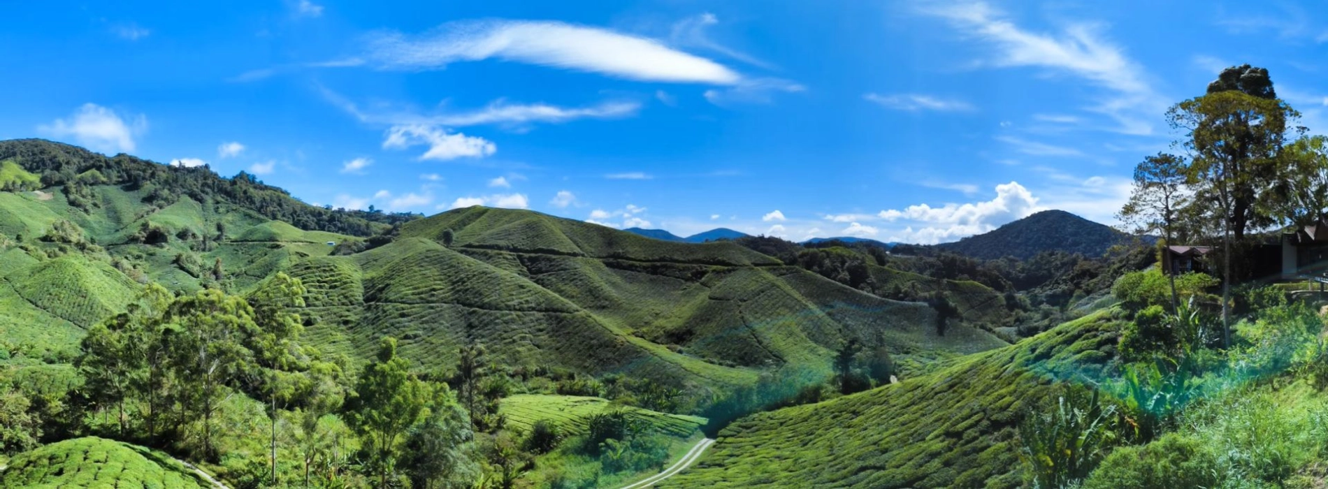 Cameron Highlands