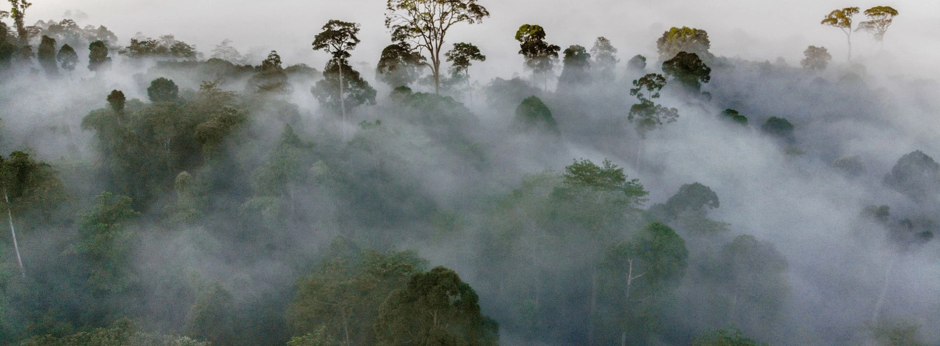 Danum Valley