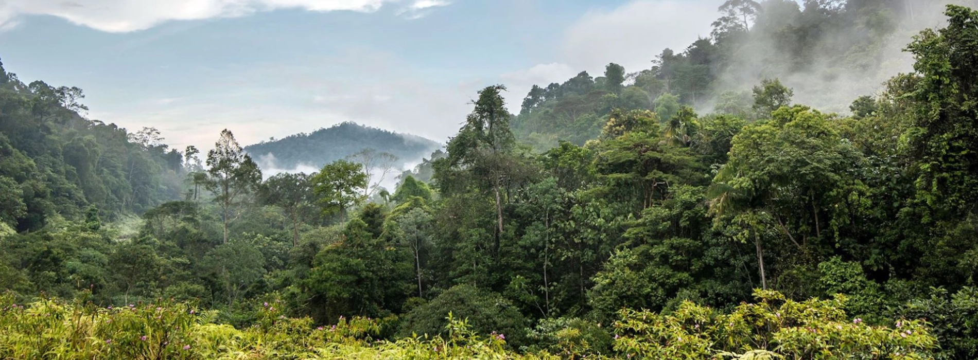 Taman Negara National Park